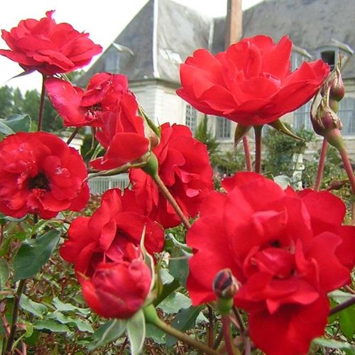 Rosa La Sevillana® - vörös - Szimpla virágú - magastörzsű rózsafa- bokros koronaforma